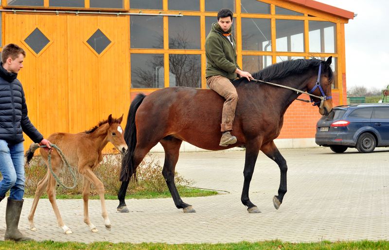 Drei Tage alt: Stutfohlen von Zauberdeyk u.d. Pr.u.StPrSt. Katniss Everdeen v. Saint Cyr
 - Trakehner Gestt Hmelschenburg - Beate Langels - Foto: Beate Langels