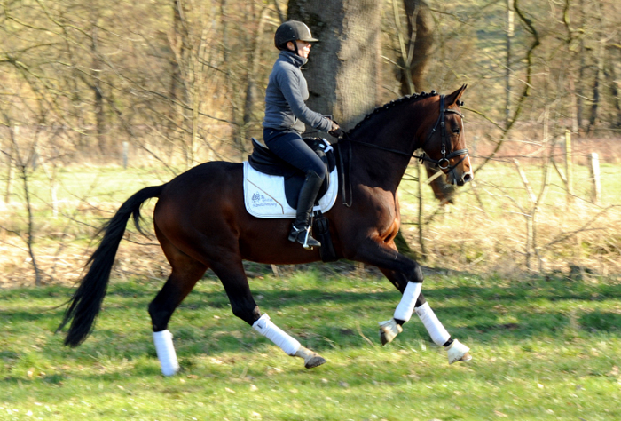 High Quality v. Saint Cyr mit Pia - 7. Mrz 2022 in Hmelschenburg  - Foto: Beate Langels - Trakehner Gestt Hmelschenburg