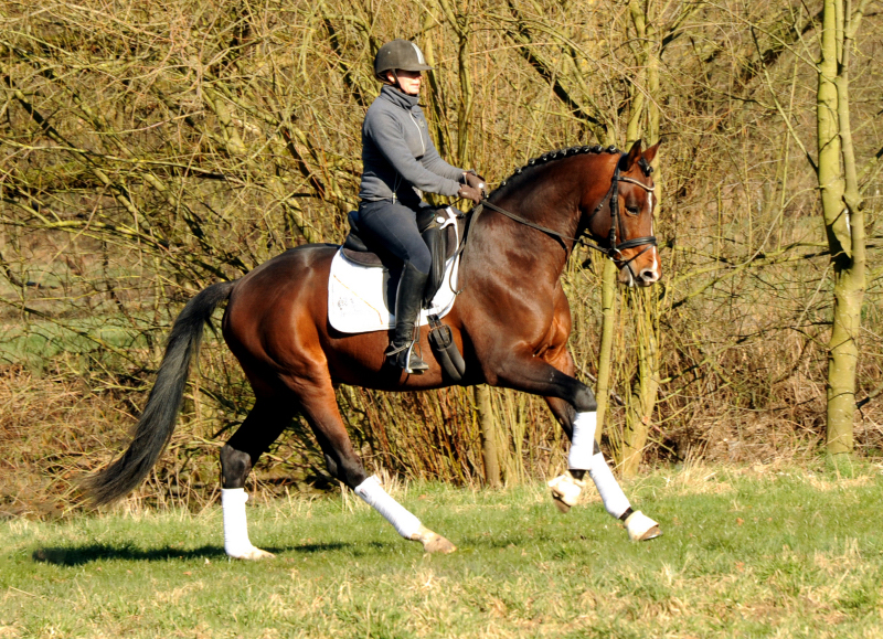 High Quality v. Saint Cyr mit Pia - 7. Mrz 2022 in Hmelschenburg  - Foto: Beate Langels - Trakehner Gestt Hmelschenburg