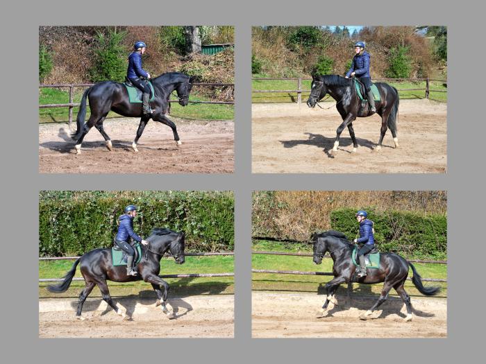 Sutherland leicht angeritten - erste Fotos unterm Reiter - Trakehner Gestt Hmelschenburg