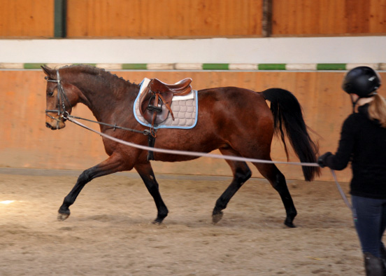 Gerade angeritten: Trakehner Wallach von Freudenfest u.d. Elitestute Agatha Christy v. Showmaster - Foto Beate Langels