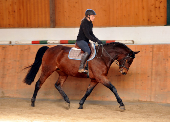 Gerade angeritten: Trakehner Wallach von Freudenfest u.d. Elitestute Agatha Christy v. Showmaster - Foto Beate Langels