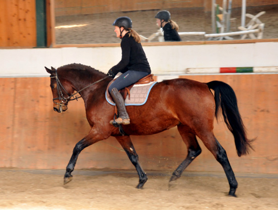 Gerade angeritten: Trakehner Wallach von Freudenfest u.d. Elitestute Agatha Christy v. Showmaster - Foto Beate Langels