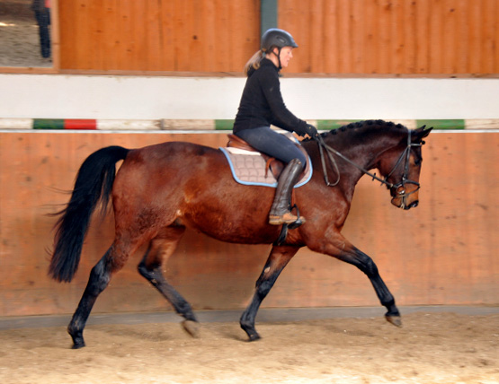 Gerade angeritten: Trakehner Wallach von Freudenfest u.d. Elitestute Agatha Christy v. Showmaster - Foto Beate Langels