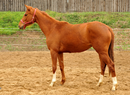 Varinia von Symont u.d. Pr.u.StPrSt. Vittoria v. Exclusi - Foto: Beate Langels, Trakehner Gestt Hmelschenburg