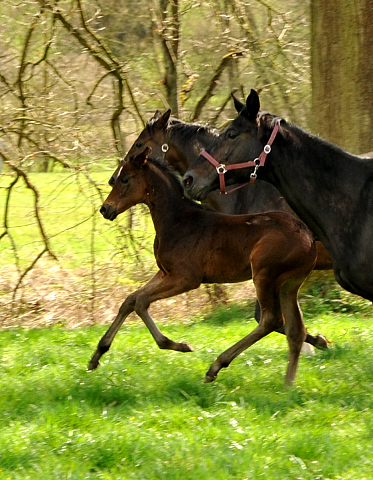7. April 2016 -Stuten und Fohlen - Gestt Hmelschenburg