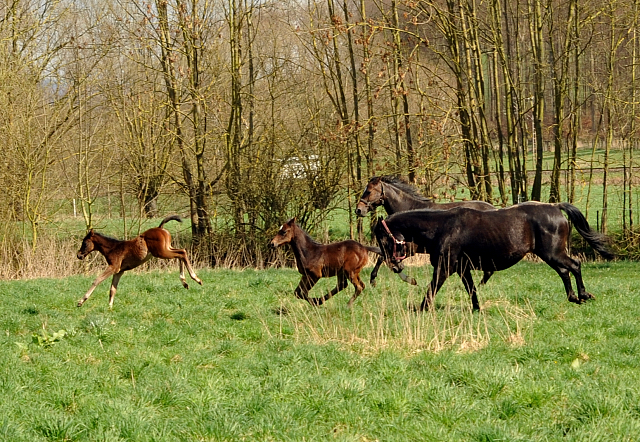 7. April 2016 -Stuten und Fohlen - Gestt Hmelschenburg