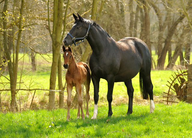 7. April 2016 - Thirica mit Hengstfohlen v. Oliver Twist - Gestt Hmelschenburg
