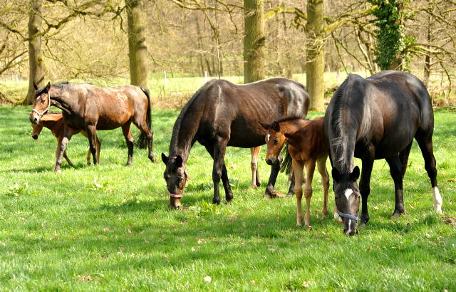 7. April 2016 - Stuten und Fohlen - Gestt Hmelschenburg
