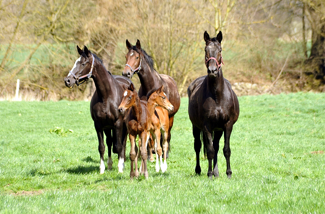 7. April 2016 -Stuten und Fohlen - Gestt Hmelschenburg