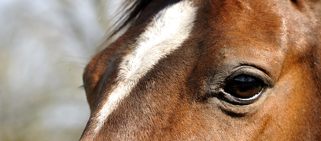7. April 2016 - Schwalbendiva - Gestt Hmelschenburg