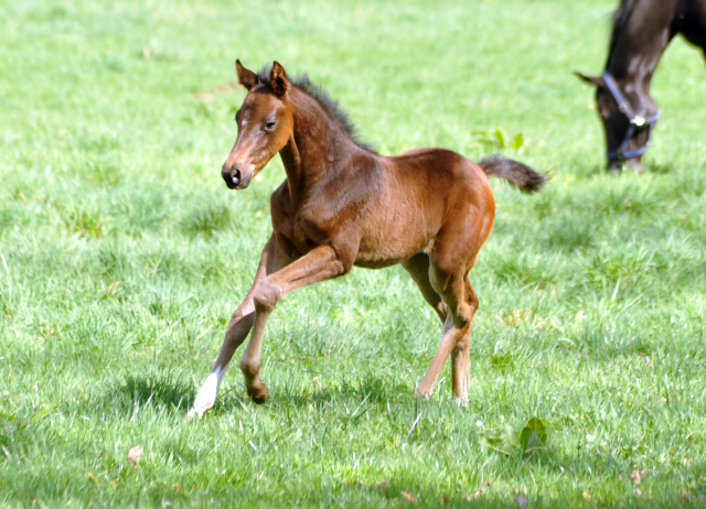 7. April 2016 - Schwalbendiva - Gestt Hmelschenburg