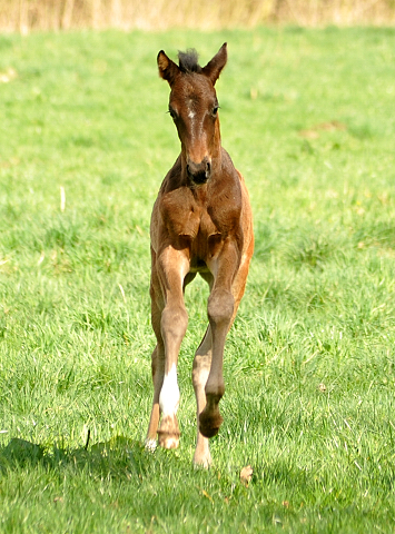 7. April 2016 - Schwalbendiva - Gestt Hmelschenburg