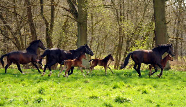 7. April 2016 -Stuten und Fohlen - Gestt Hmelschenburg