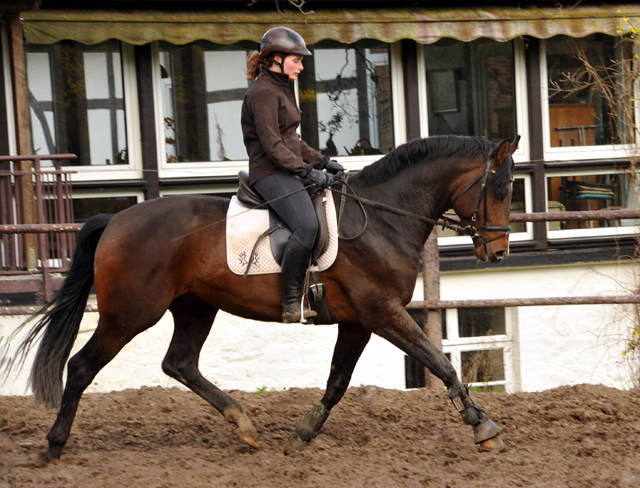 7. April 2016 - 3jhriger Hengst von Exclusiv u.d. Schwalbenfee v. Freudenfest - Gestt Hmelschenburg