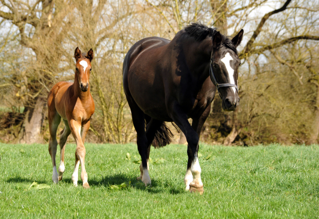 7. April 2016 - Greta Garbo mit Stutfohlen von High Motion - Gestt Hmelschenburg