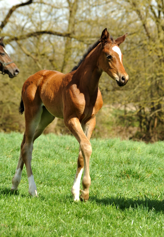 7. April 2016 -Stuten und Fohlen - Gestt Hmelschenburg