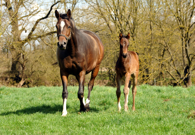7. April 2016 - Schwalbendiva - Gestt Hmelschenburg
