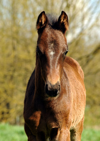 7. April 2016 -Stutfohlen von De Niro u.d. Schwalbendiva v. Totilas - Gestt Hmelschenburg