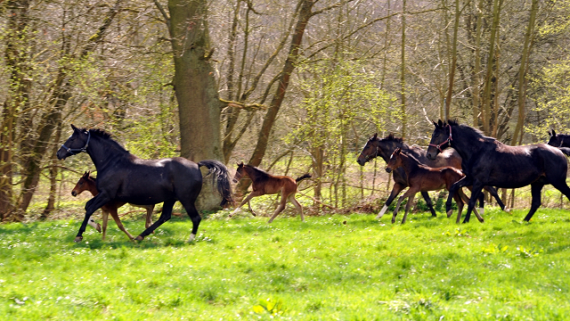 7. April 2016 -Stuten und Fohlen - Gestt Hmelschenburg