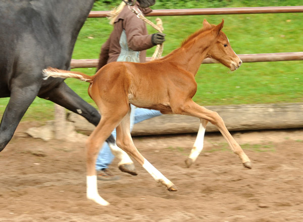 2 Tage alt: Stutfohlen von Symont u.d. Pr.u.StPrSt. Vittoria v. Exclusiv - Trakehner Gestt Hmelschenburg - Foto: Beate Langels - Trakehner Gestt Hmelschenburg