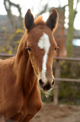 2 Tage alt: Stutfohlen von Symont u.d. Pr.u.StPrSt. Vittoria v. Exclusiv - Trakehner Gestt Hmelschenburg - Foto: Beate Langels - Trakehner Gestt Hmelschenburg
