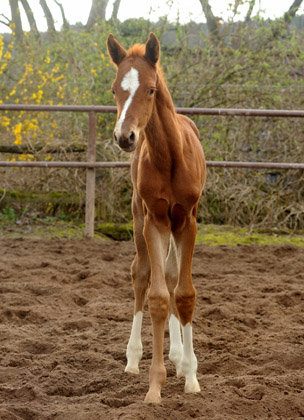 2 Tage alt: Stutfohlen von Symont u.d. Pr.u.StPrSt. Vittoria v. Exclusiv - Trakehner Gestt Hmelschenburg - Foto: Beate Langels - Trakehner Gestt Hmelschenburg