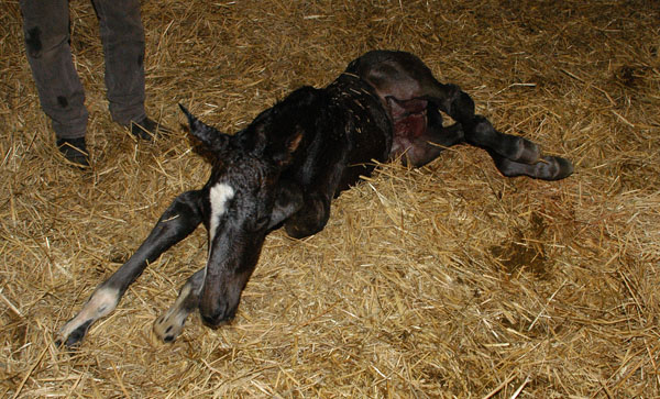Gerade geboren: Trakehner Hengst von Saint Cyr u.d. Prmienstute Samsara v. Hyllos, Foto: Richard Langels