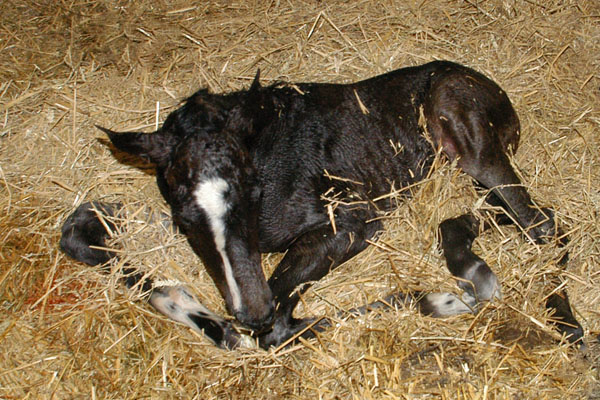 Trakehner Hengst von Saint Cyr u.d. Prmienstute Samsara v. Hyllos, Foto:  Richard Langels