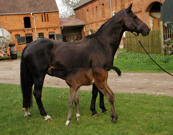 Trakehner Hengst von Saint Cyr u.d. Prmienstute Samsara v. Hyllos, Foto:  Richard Langels
