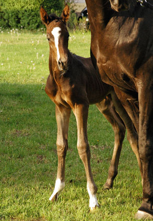 Trakehner Hengst von Saint Cyr u.d. Prmienstute Samsara v. Hyllos, Foto:  Richard Langels