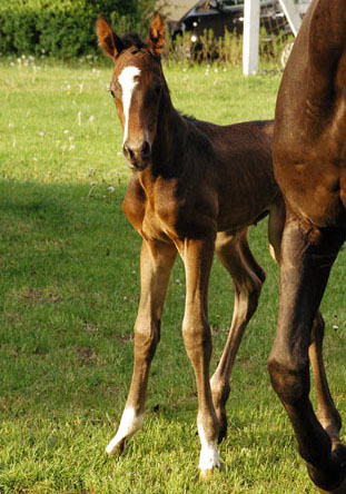 Trakehner Hengst von Saint Cyr u.d. Prmienstute Samsara v. Hyllos, Foto:  Richard Langels