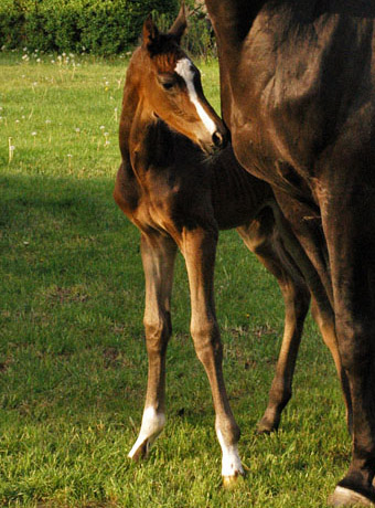 Trakehner Hengst von Saint Cyr u.d. Prmienstute Samsara v. Hyllos, Foto:  Richard Langels