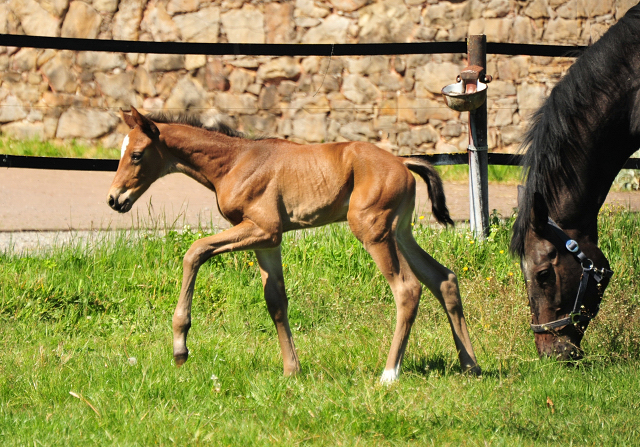 Wenige Stunden alt: Stutfohlen von Zauberdeyk u.d. Valentine v. High Motion - 
Trakehner Gestt Hmelschenburg - Foto: Beate Langels