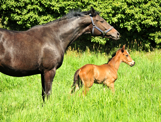 Wenige Stunden alt: Stutfohlen von Zauberdeyk u.d. Valentine v. High Motion - 
Trakehner Gestt Hmelschenburg - Foto: Beate Langels