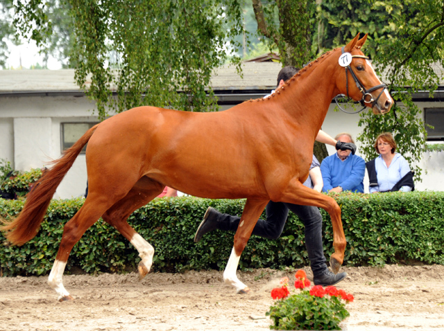 Varinia von Symont u.d. Pr.u.StPrSt. Vittoria v. Exclusiv und Ginger Rogers - Foto: Beate Langels, Trakehner Gestt Hmelschenburg
