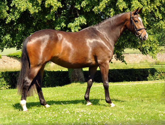 Tacyra v. Saint Cyr u.d. Pr.u.StPrSt. Tavolara v. Excusiv  - Foto: Beate Langels -  
Trakehner Gestt Hmelschenburg