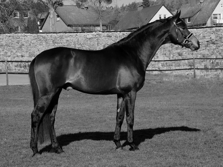 Eliteanwrter His Moment - Foto: Beate Langels - Trakehner Gestt Hmelschenburg