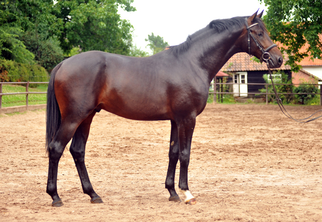 Trakehner Hengst von Saint Cyr u.d. Pr.St. Under the moon v. Easy Game - Herzkristall , Foto: Beate Langels - Trakehner Gestt Hmelschenburg