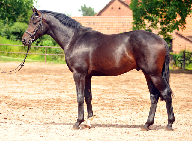 Trakehner Hengst von Saint Cyr u.d. Pr.St. Under the moon v. Easy Game - Herzkristall , Foto: Beate Langels - Trakehner Gestt Hmelschenburg