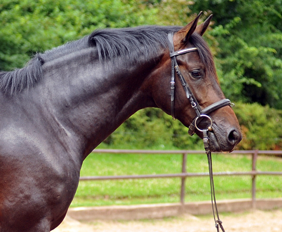 Trakehner Hengst von Saint Cyr u.d. Pr.St. Under the moon v. Easy Game - Herzkristall , Foto: Beate Langels - Trakehner Gestt Hmelschenburg