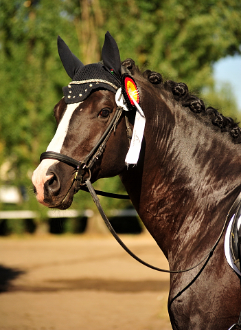 Greenwich Park von Saint Cyr - Foto: Beate Langels - Trakehner Gestt Hmelschenburg