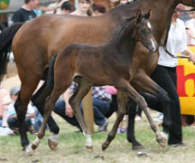 Hengstfohlen von Oliver Twist - Michelangelo, Foto: Stephan Bischoff