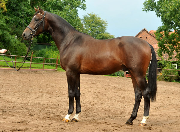 2jhriger Trakehner Hengst von Shavalou u.d. Kalidah Jamal v. Manhattan u.d. ESt. Kassuben v. Enrico Caruso, Foto: Beate Langels, Gestt Hmelschenburg