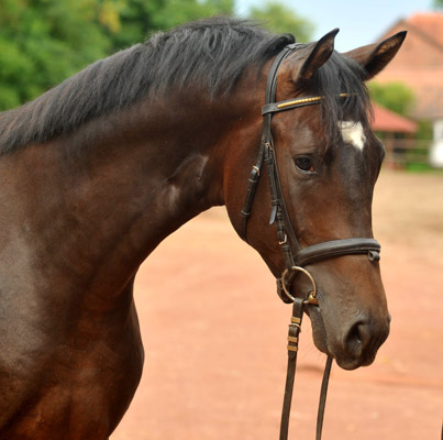 2jhriger Trakehner Hengst von Shavalou u.d. Kalidah Jamal v. Manhattan u.d. ESt. Kassuben v. Enrico Caruso, Foto: Beate Langels, Gestt Hmelschenburg