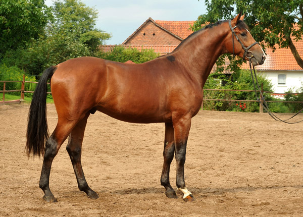 2jhriger Hengst von Freudenfest u.d. Pr.u.StPrSt. Tavolara v. Exclusiv  - Foto: Beate Langels - Trakehner Gestt Hmelschenburg