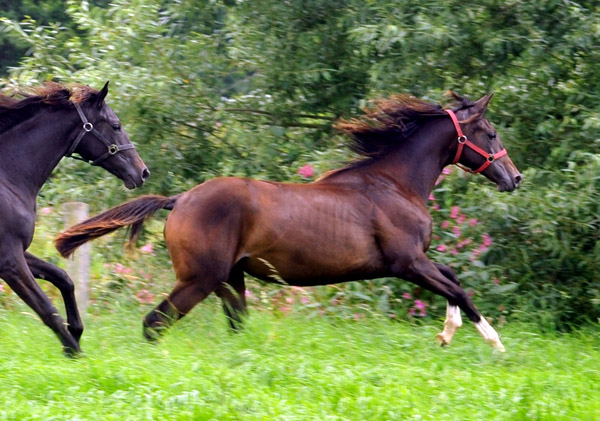 Trakehner Stutfohlen von Saint Cyr u.d. Greta Garbo v. Alter Fritz, Foto: Beate Langels, Trakehner Gestt Hmelschenburg