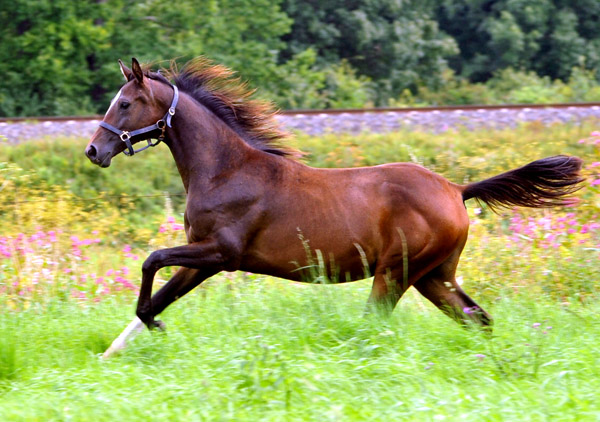 Schwalbendiva von Totilas - als Jhrling - 7. August 2012 - Foto: Beate Langels - Trakehner Gestt Hmelschenburg