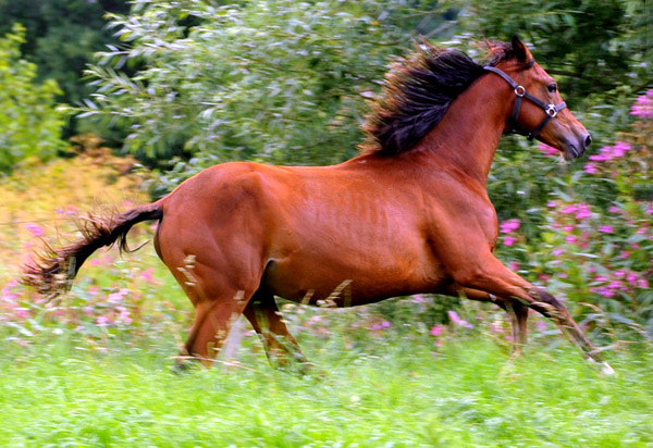 Giulietta - 7. August 2012 - Foto: Beate Langels - Trakehner Gestt Hmelschenburg