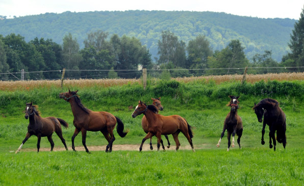 Unsere Jhrlingsstuten am 7. August 2012 - Foto: Beate Langels - Trakehner Gestt Hmelschenburg